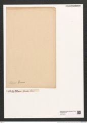 Eunotia clevei Grun. (de-Toni-Nr.: Genus 104, Species 3162) Zeichnungen Sammlung Grunow (NHMW-BOT-W0375224)